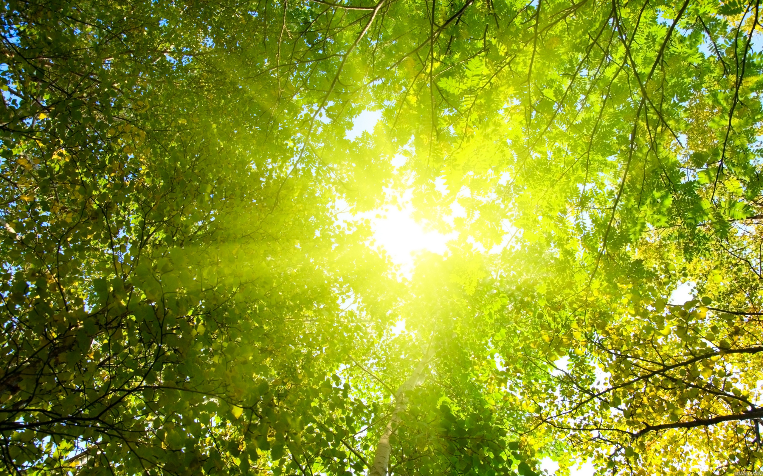 sunlight through trees wallpaper